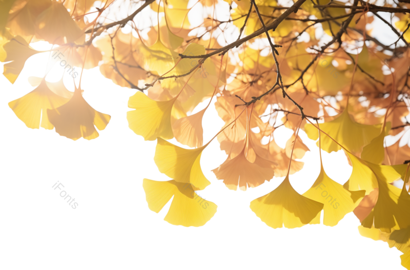 叶子图片,秋天元素,户外PNG,植物免抠素材